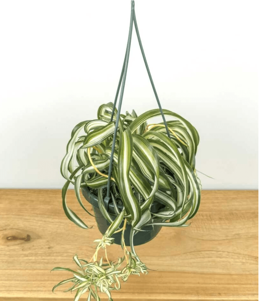 Curly Spider Plant in a hanging pot